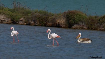 Flamingo