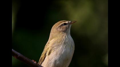 Söğütbülbülü