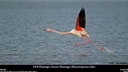 Flamingo