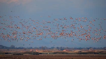 Flamingo