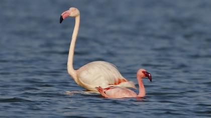 Küçük flamingo