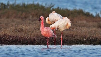 Küçük flamingo