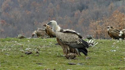 Kızıl akbaba