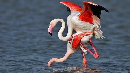 Flamingo