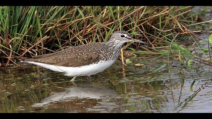 Yeşil düdükçün » Green Sandpiper » Tringa ochropus