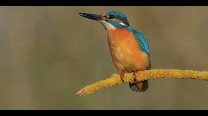 Yalıçapkını » Common Kingfisher » Alcedo atthis