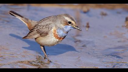 Mavigerdan » Bluethroat » Luscinia svecica