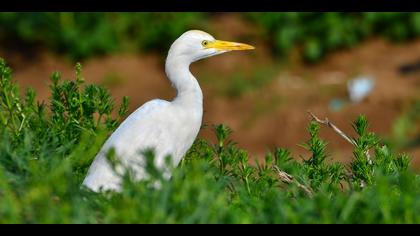 Sığır balıkçılı » Western Cattle Egret » Bubulcus ibis