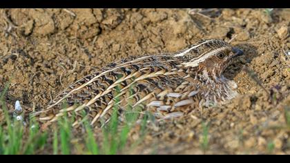 Bıldırcın » Common Quail » Coturnix coturnix