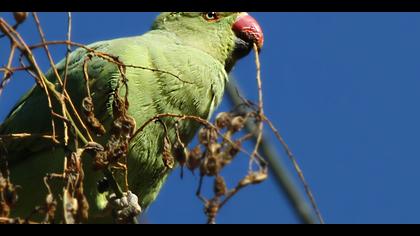 Yeşil papağan » Rose-ringed Parakeet » Psittacula krameri