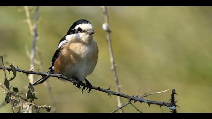 Maskeli örümcekkuşu » Masked Shrike » Lanius nubicus