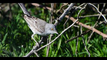 Çizgili ötleğen » Barred Warbler » Sylvia nisoria