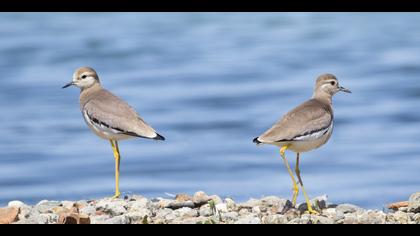 Akkuyruklu kızkuşu » White-tailed Lapwing » Vanellus leucurus