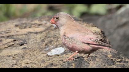 Küçük alamecek » Trumpeter Finch » Bucanetes githagineus