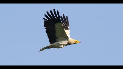 Küçük akbaba » Egyptian Vulture » Neophron percnopterus