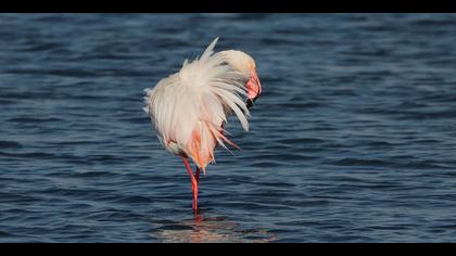 Flamingo » Greater Flamingo » Phoenicopterus roseus