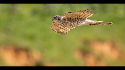 Atmaca » Eurasian Sparrowhawk » Accipiter nisus