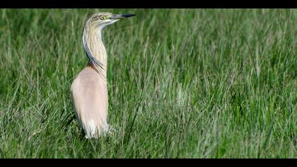 Alaca balıkçıl » Squacco Heron » Ardeola ralloides