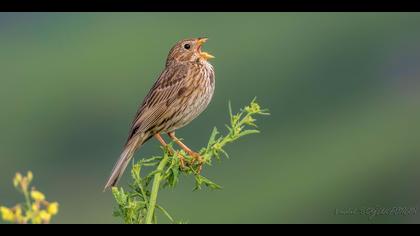 Tarla kirazkuşu » Corn Bunting » Emberiza calandra