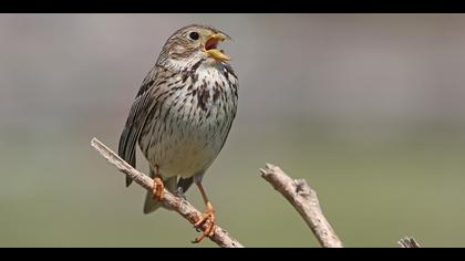 Tarla kirazkuşu » Corn Bunting » Emberiza calandra