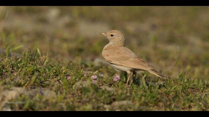 Küçük çöl toygarı » Bar-tailed Lark » Ammomanes cinctura