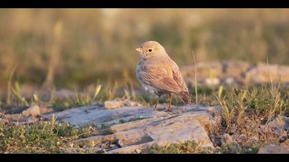 Küçük çöl toygarı » Bar-tailed Lark » Ammomanes cinctura