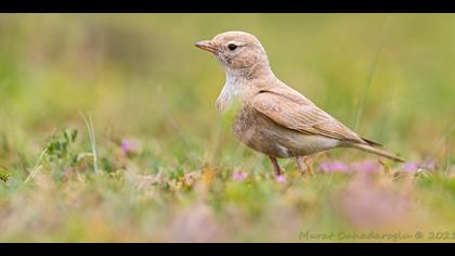 Küçük çöl toygarı » Bar-tailed Lark » Ammomanes cinctura