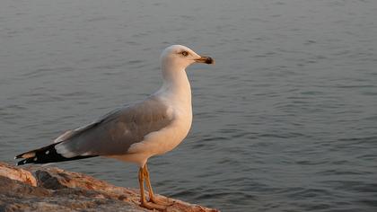 Gümüş martı