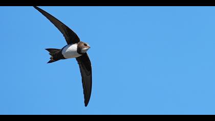 Akkarınlı ebabil » Alpine Swift » Tachymarptis melba