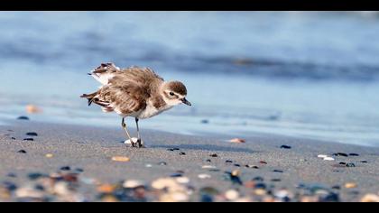 Moğol cılıbıtı » Lesser Sand Plover » Charadrius mongolus