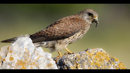 Küçük kerkenez » Lesser Kestrel » Falco naumanni