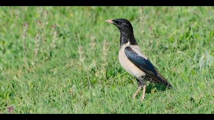 Alasığırcık » Rosy Starling » Pastor roseus