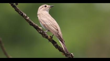 Benekli sinekkapan » Spotted Flycatcher » Muscicapa striata