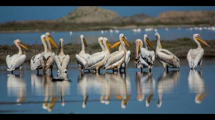 Ak pelikan » Great White Pelican » Pelecanus onocrotalus