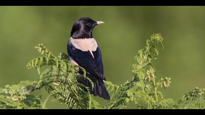 Alasığırcık » Rosy Starling » Pastor roseus