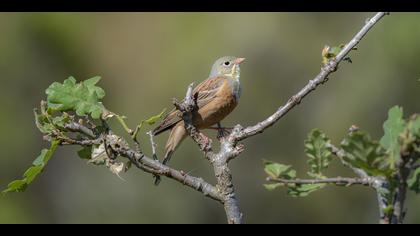 Kirazkuşu » Ortolan Bunting » Emberiza hortulana