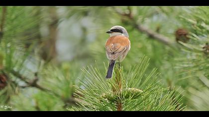 Kızılsırtlı örümcekkuşu » Red-backed Shrike » Lanius collurio