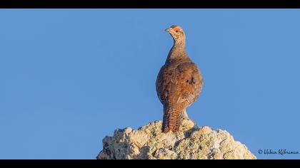 Dağhorozu » Caucasian Grouse » Lyrurus mlokosiewiczi