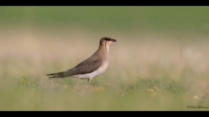 Karakanatlı bataklıkkırlangıcı » Black-winged Pratincole » Glareola nordmanni