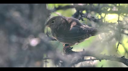 Ağaç kamışçını » River Warbler » Locustella fluviatilis