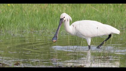 Kaşıkçı » Eurasian Spoonbill » Platalea leucorodia