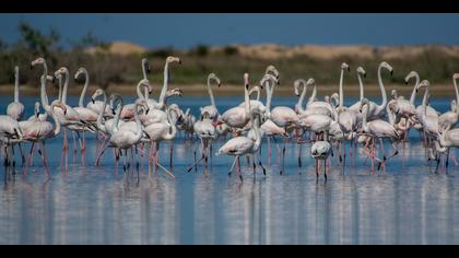 Flamingo » Greater Flamingo » Phoenicopterus roseus