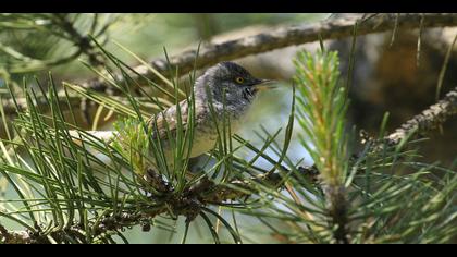 Çizgili ötleğen » Barred Warbler » Sylvia nisoria