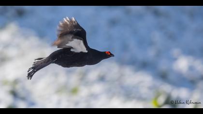 Dağhorozu » Caucasian Grouse » Lyrurus mlokosiewiczi