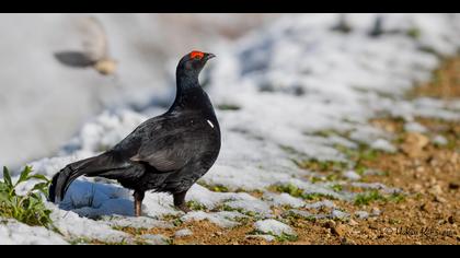 Dağhorozu » Caucasian Grouse » Lyrurus mlokosiewiczi