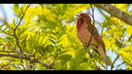 Çütre » Common Rosefinch » Carpodacus erythrinus