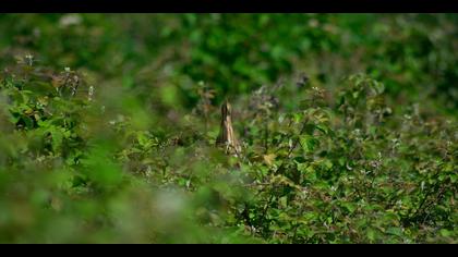 Küçük balaban » Little Bittern » Ixobrychus minutus