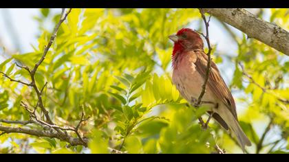 Çütre » Common Rosefinch » Carpodacus erythrinus