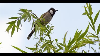 Akyanaklı arapbülbülü » White-eared Bulbul » Pycnonotus leucotis