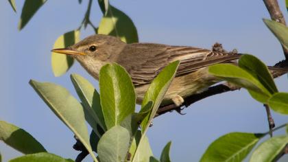 Zeytin mukallidi